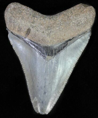 Juvenile Megalodon Tooth - Serrated Blade #61831